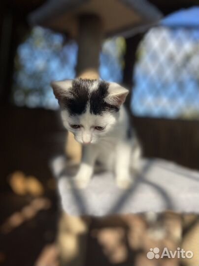 Котенок мальчик 2 месяца