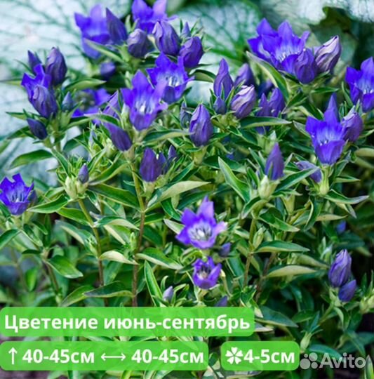 Горечавка Литл Пинк и Тру Блю саженцы