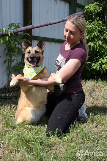 Собака в добрые руки отдам бесплатно