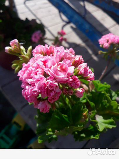 Пеларгония герань