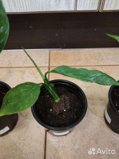 Спатифиллум Джемини