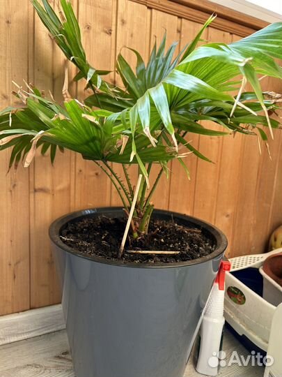 Пальма комнатная