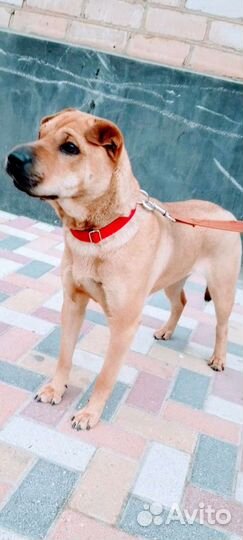 Умная, воспитанная,приучена к выгулу,знает команды