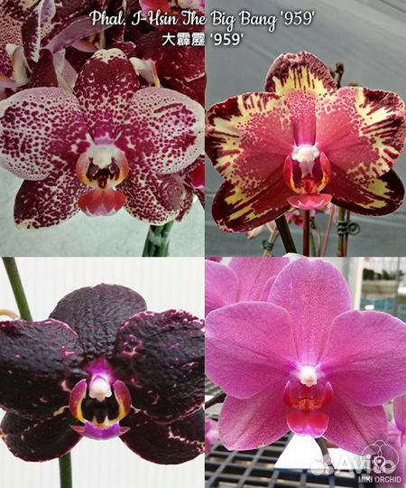 Орхидея фаленопсис