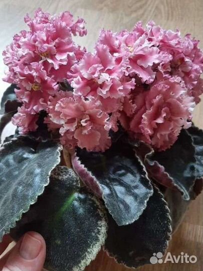 Фиалка ле-Эстерхази