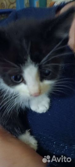 Котята в добрые руки 1 месяц