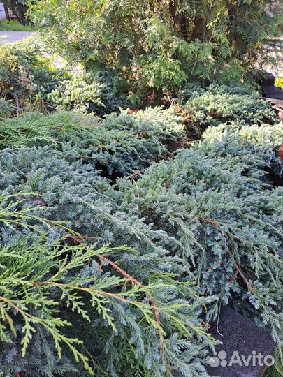 Можжевельник