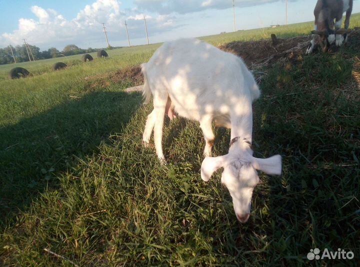 Коза дойная