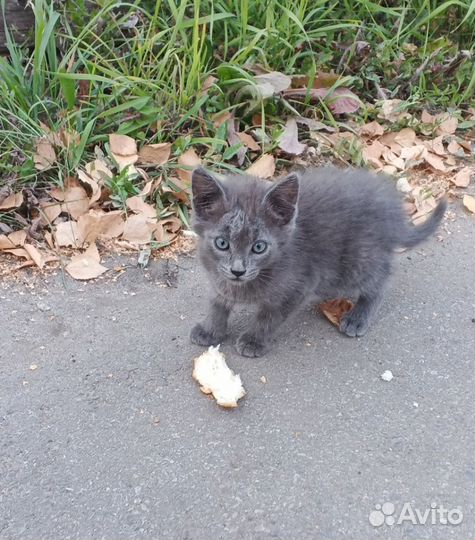 Котенок девочка бесплатно