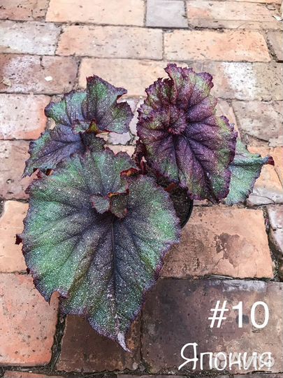 Бегонии декоративнолиственные