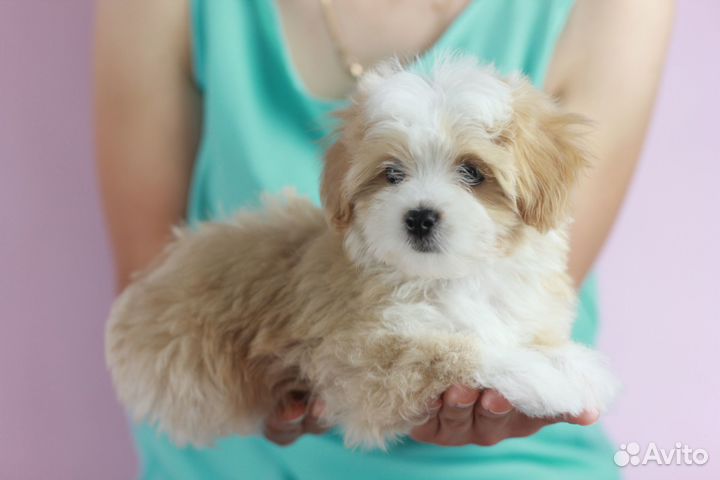 Мальтипу F1 девочка с метрикой