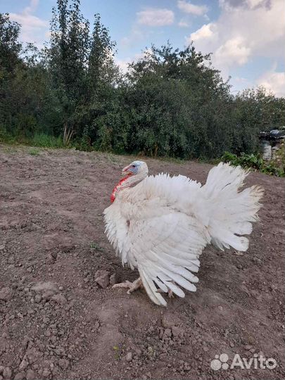 Индюки, гуси домашние на мясо