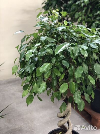 Фикус бенджамина экзотика двойная спираль