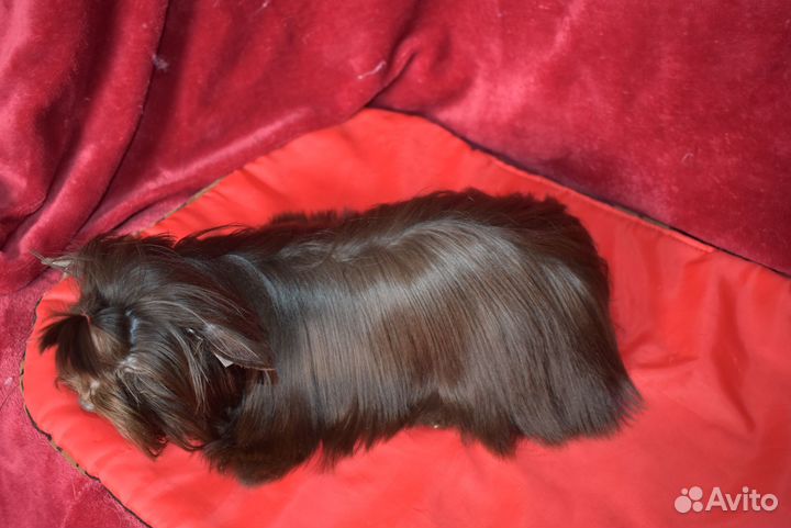 Йорк - мальчик 6,5 мес горький шоколад