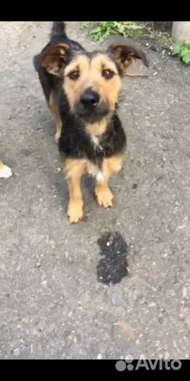 Маленькие собаки в добрые руки бесплатно