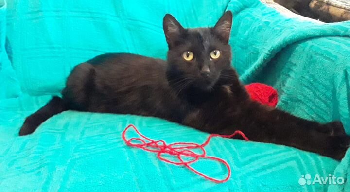 Кот Черный Пантерчик в дар в добрые руки
