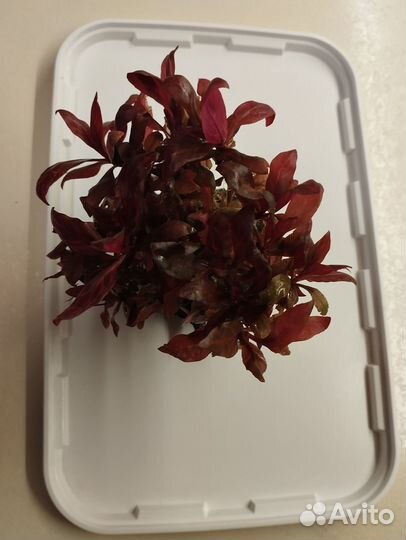 Аквариумное растение альтернантера розанервиг