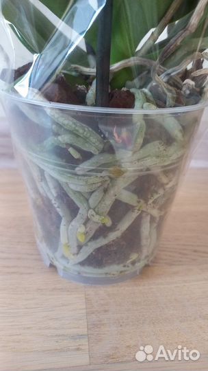 Фаленопсис биг лип