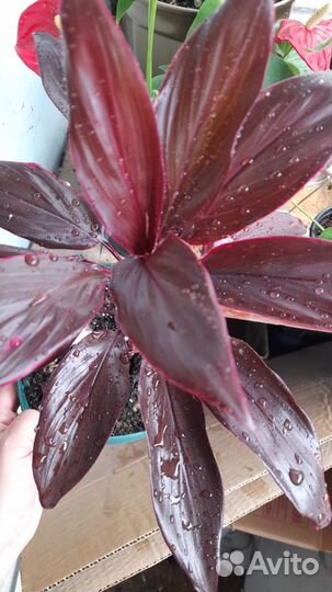 Цикас, кардолина,сирелиция регина