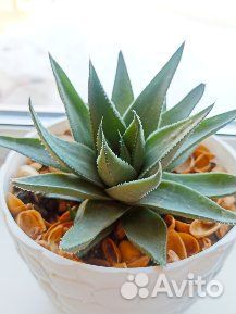 Суккуленты