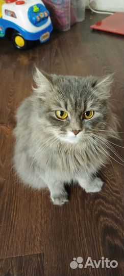Сибирская кошечка