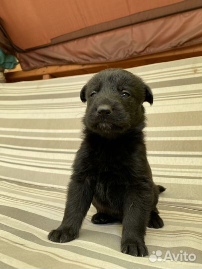 Щенки в добрые руки