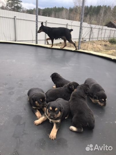 Доберман щенки метисы бесплатно