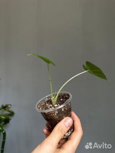 Алоказия Мишольца