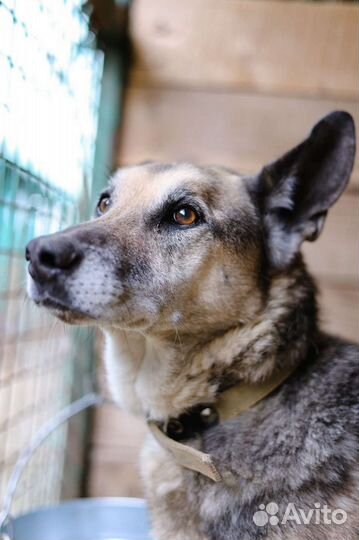 Добрая собака из приюта мечтает попасть домой