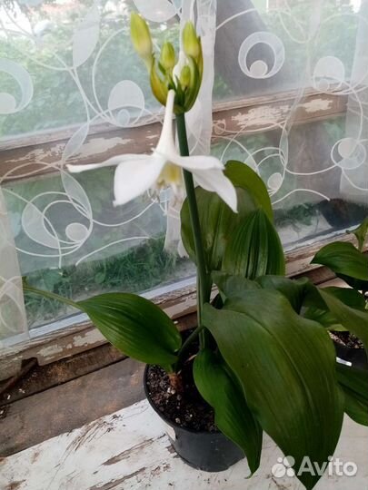 Эухарис амазонская лилия