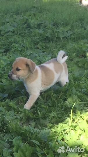 Щенки бесплатно