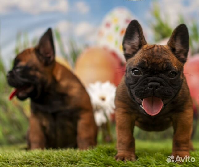 Бульдожата