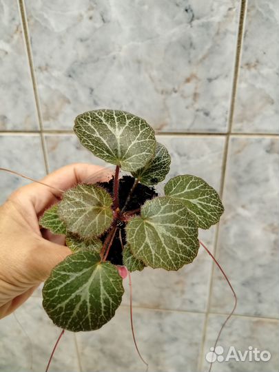 Камнеломка