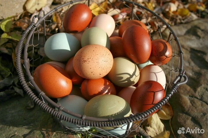 Инкубационные куриные яйца