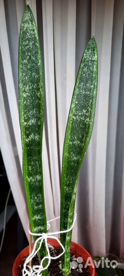 Сансевиерия Муншайн Бразил кристатная и др