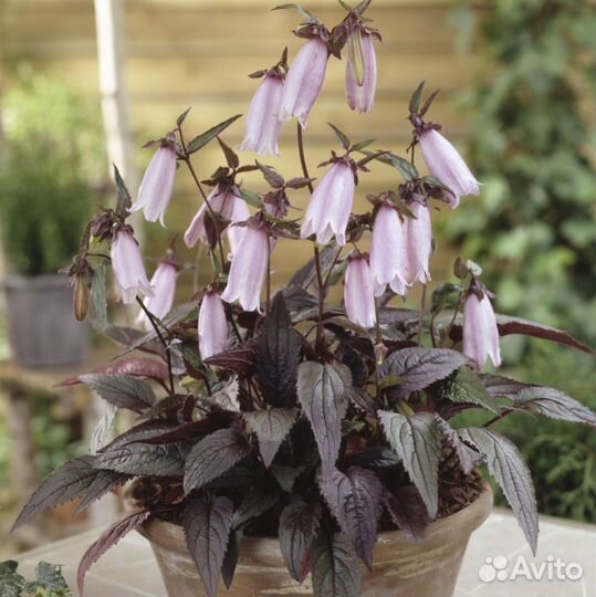 Декоративные многолетники для сада