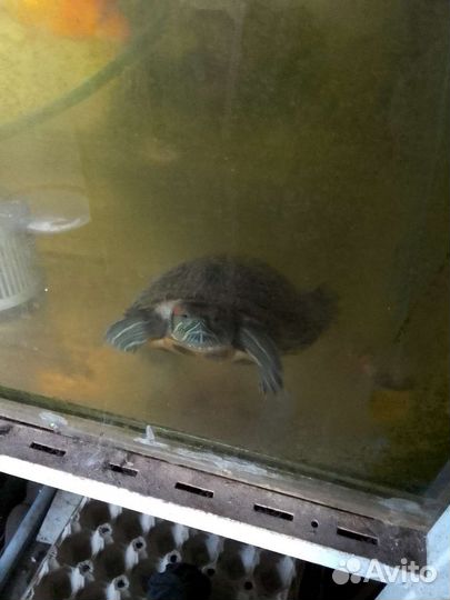 Сом перевёртыш