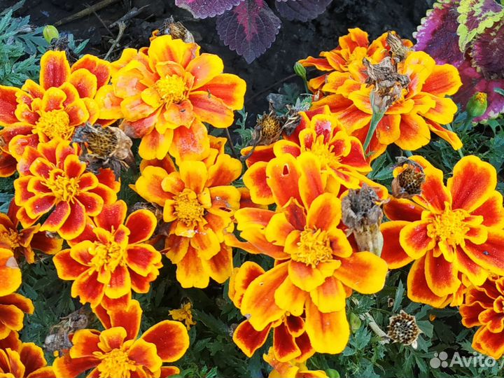 Бархатцы семена двухцветные низкорослые бордюрные