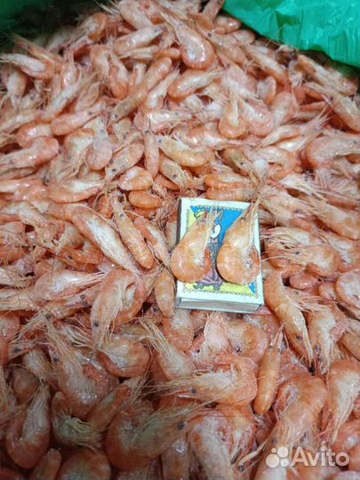 Черноморская креветка опт