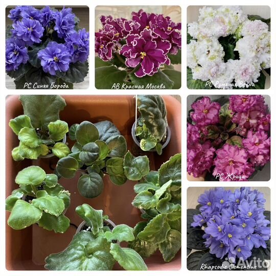 Фиалки сортовые