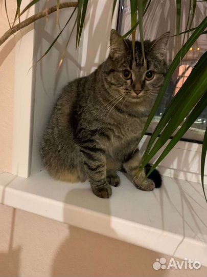 Кошка молодая стерилизованная