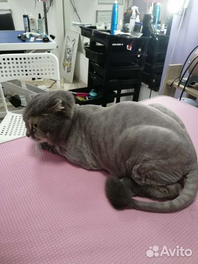 Экспресс линька собак,кошек и стрижка под машинку