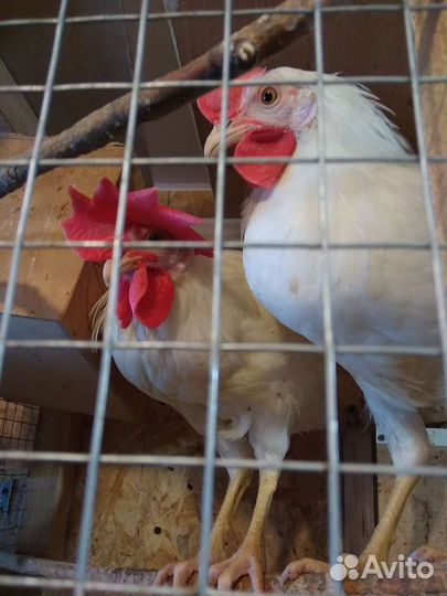 Петушки 3 месяца