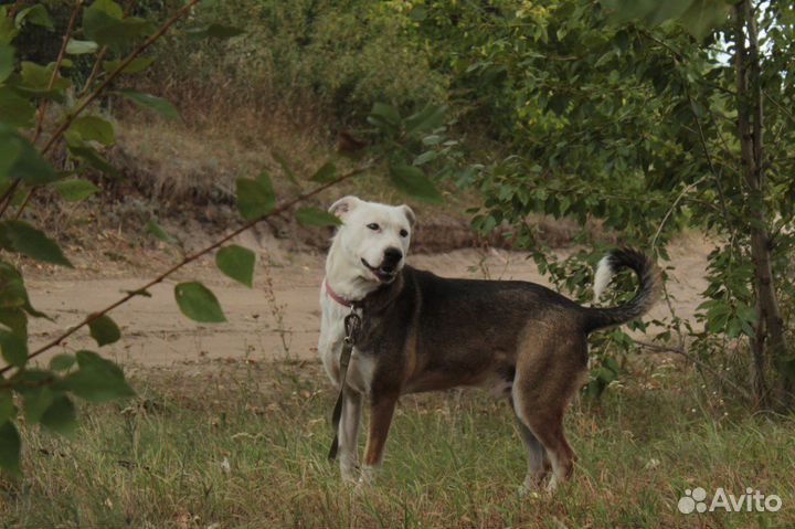 Собака в добрые руки