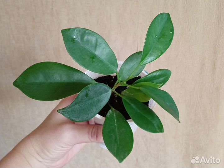 Цветы комнатные