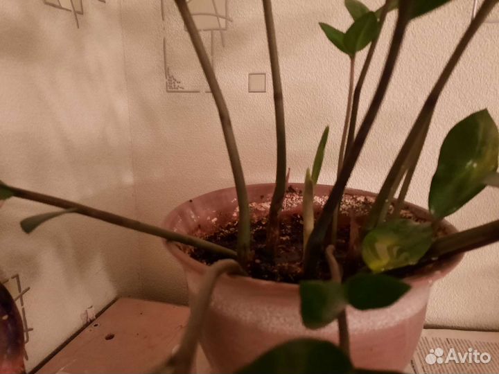 Долларовое дерево