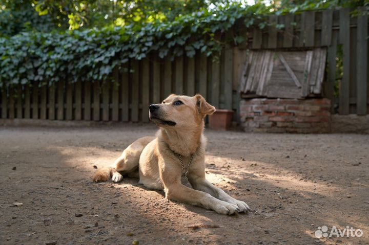 Собачка в добрые руки