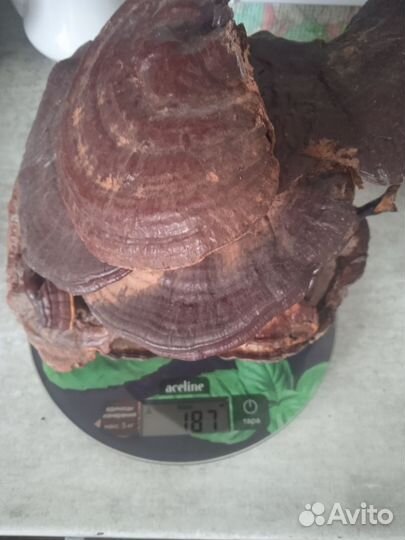 Гриб Рейши цельный