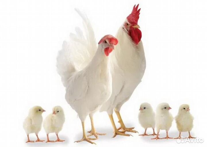 Несушки Декалб