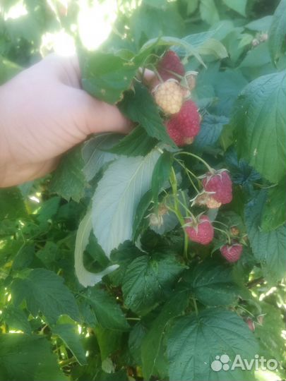 Ремонтантная малина